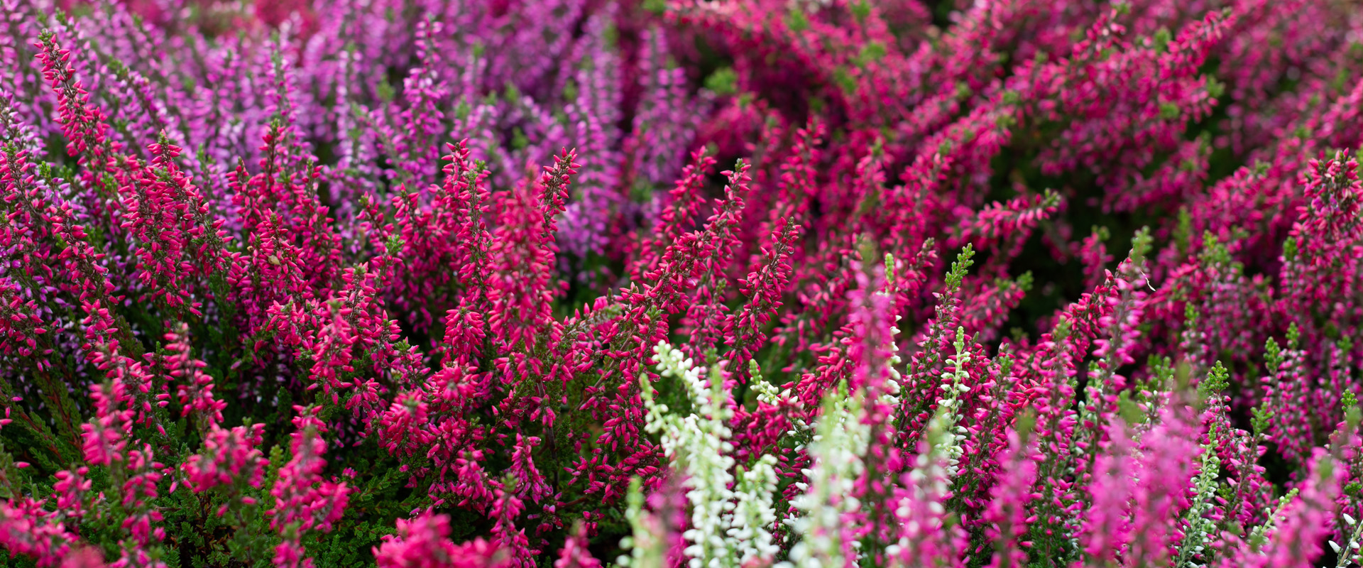 Calluna