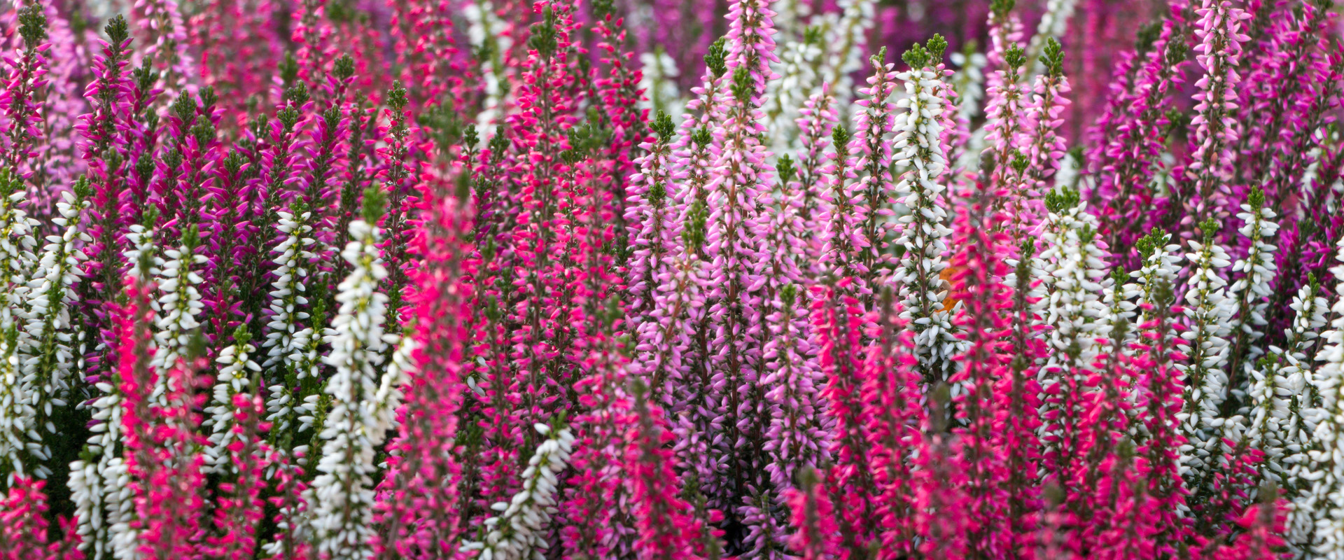Calluna