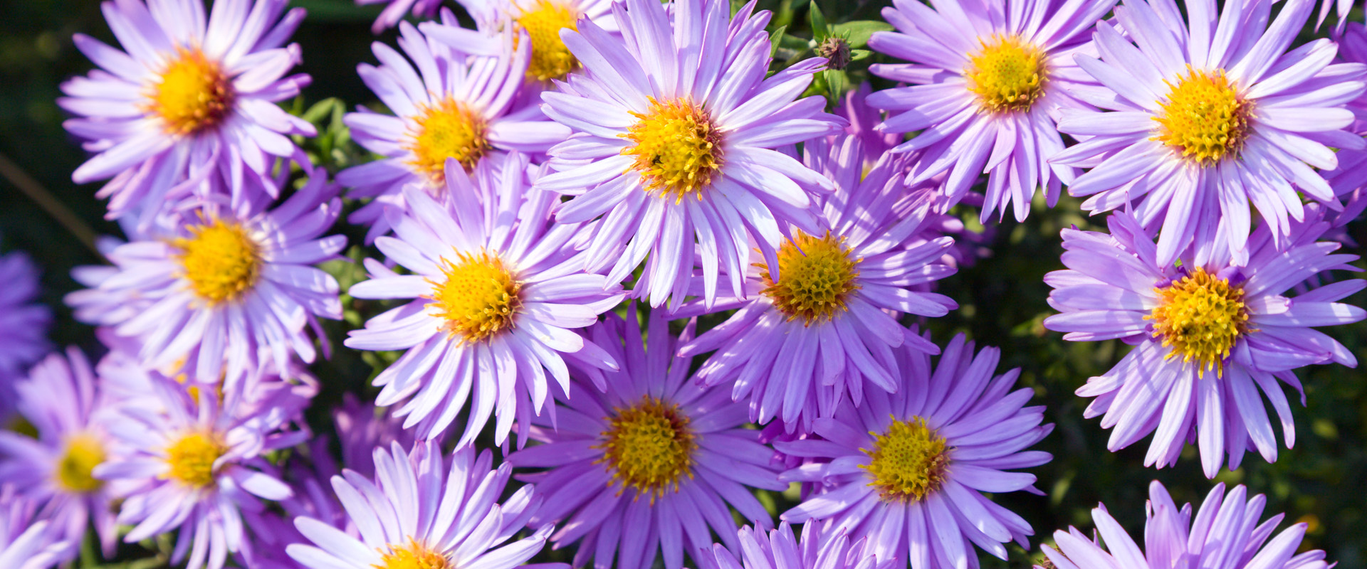 Aster
