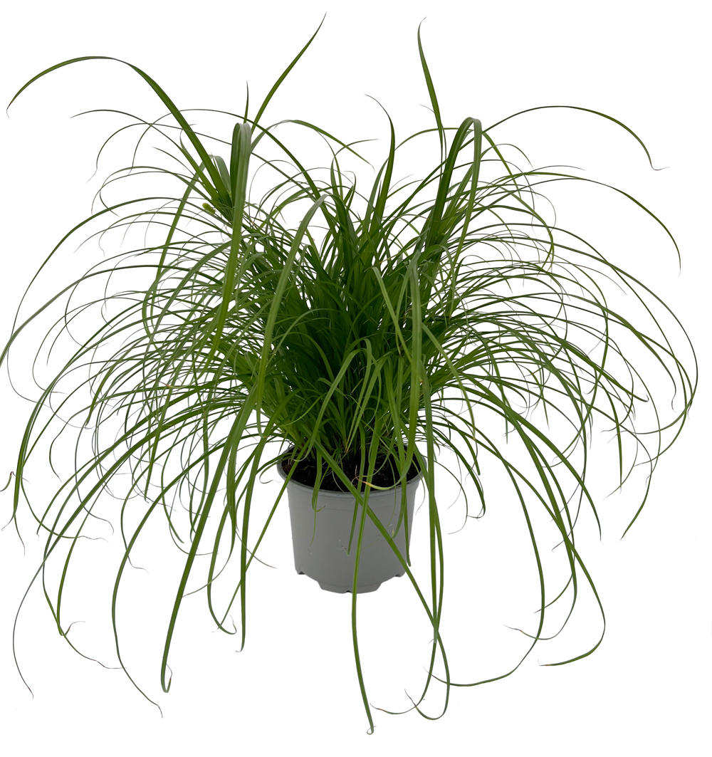 Cyperus zumula k12