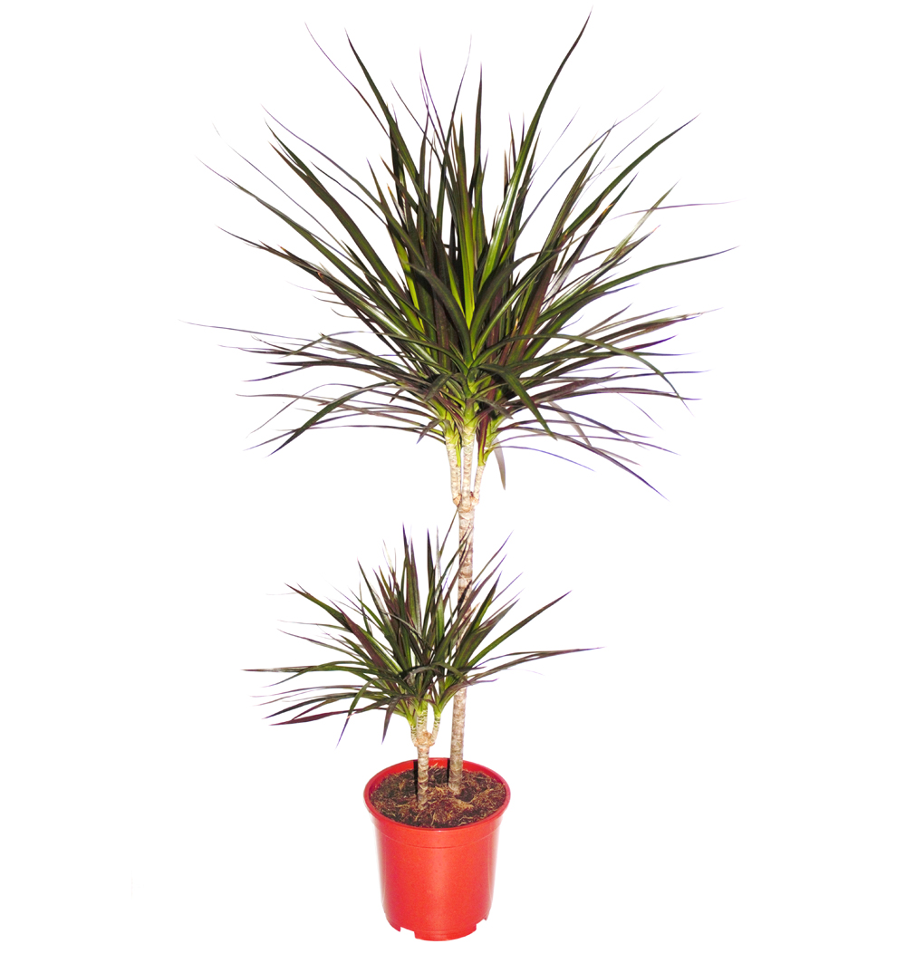 Dracaena marginata kmen 15/45 k19