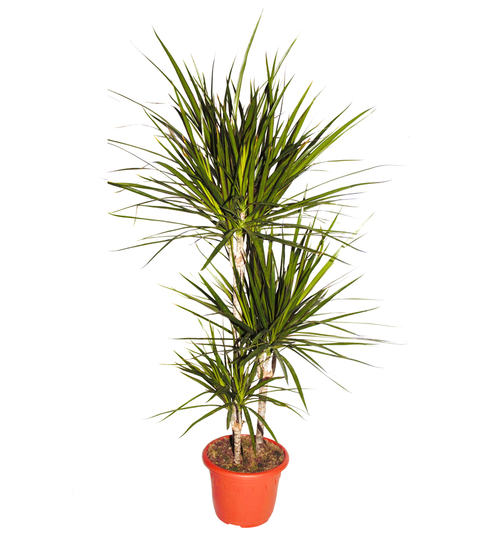 Dracaena marginata kmen 15/45 k19