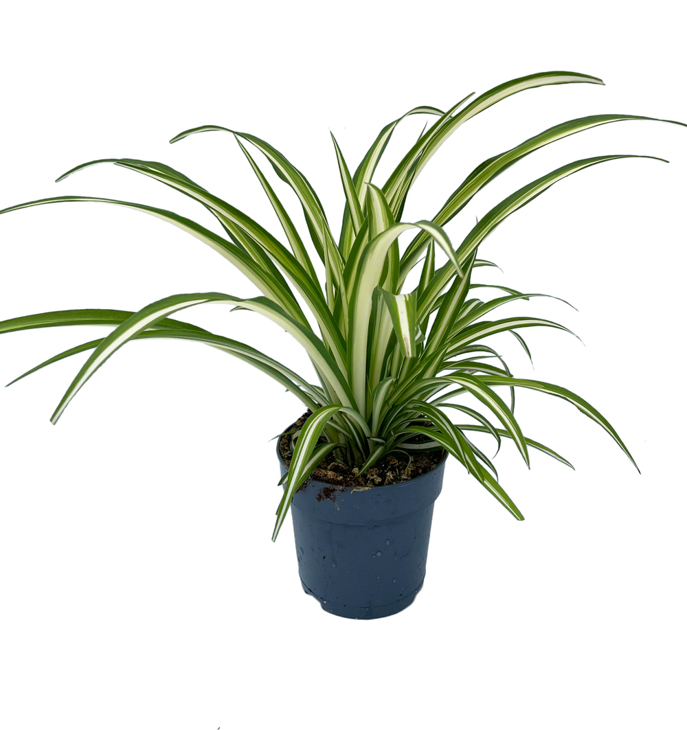 Chlorophytum k12