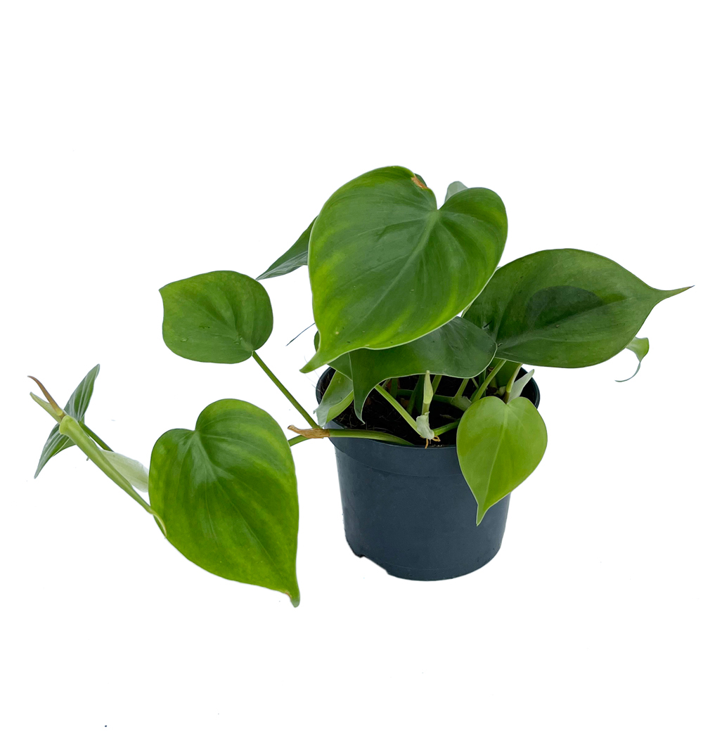 Philodendron scandens k12