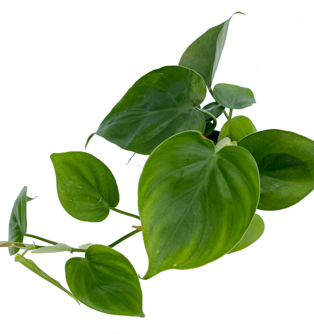 Philodendron scandens k12