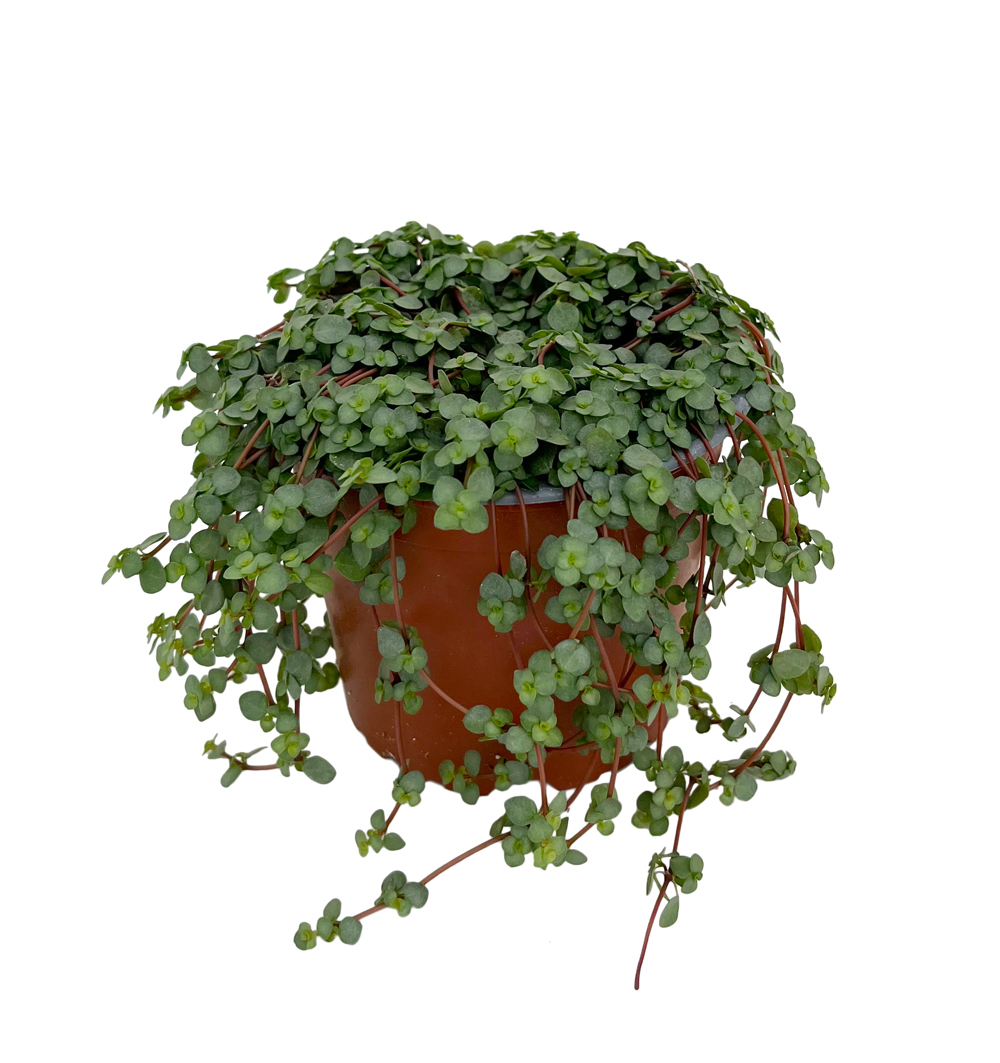 Pilea Libanensis k12