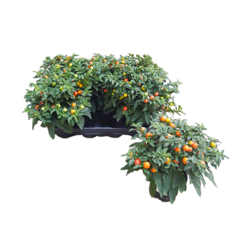 Solanum hendersonii k11