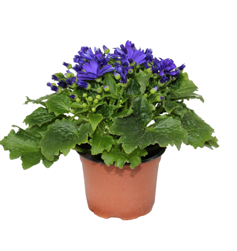 Cineraria k12