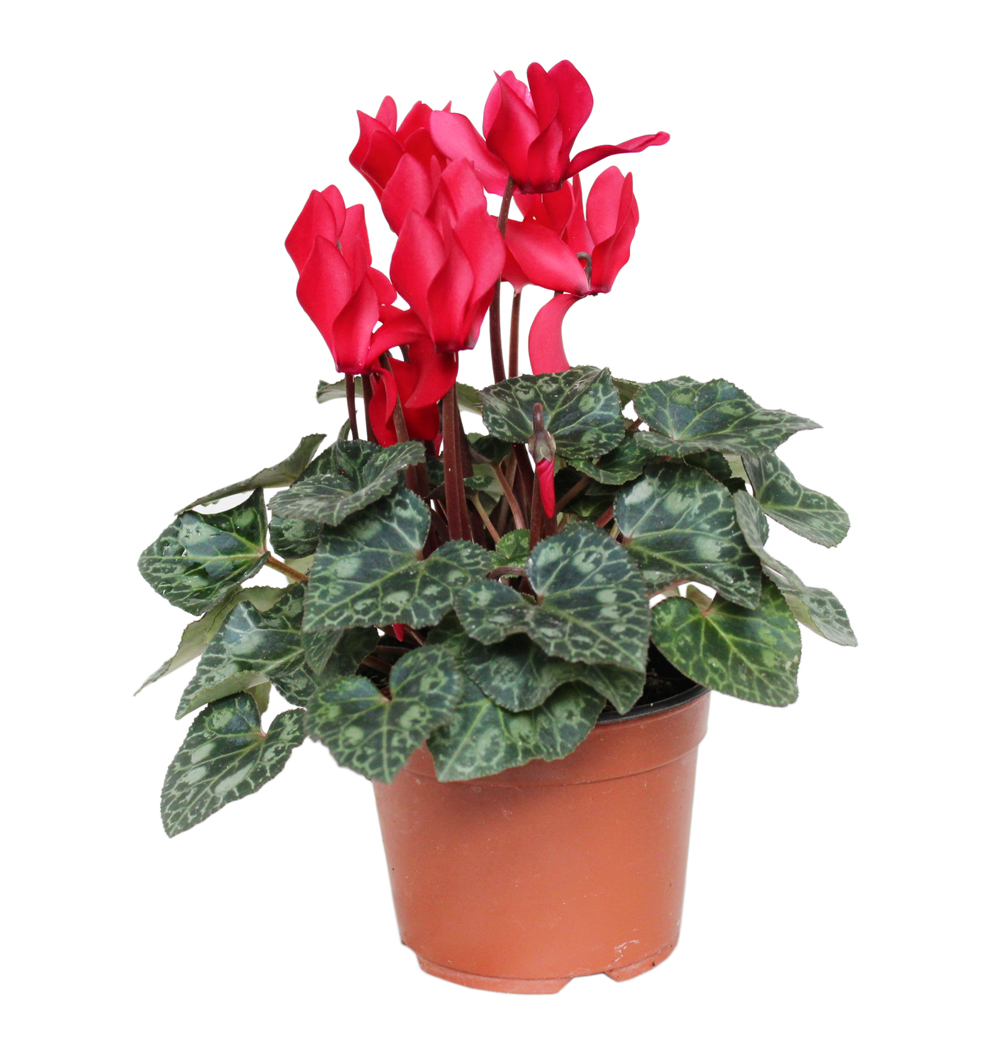 Cyclamen pozdní k10