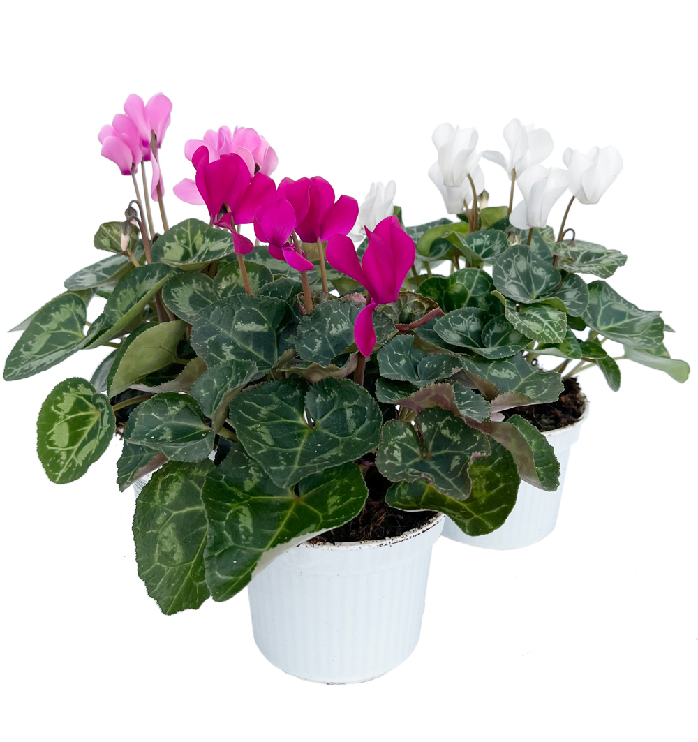 Cyclamen midi k10