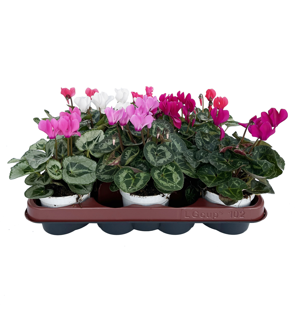 Cyclamen midi k10