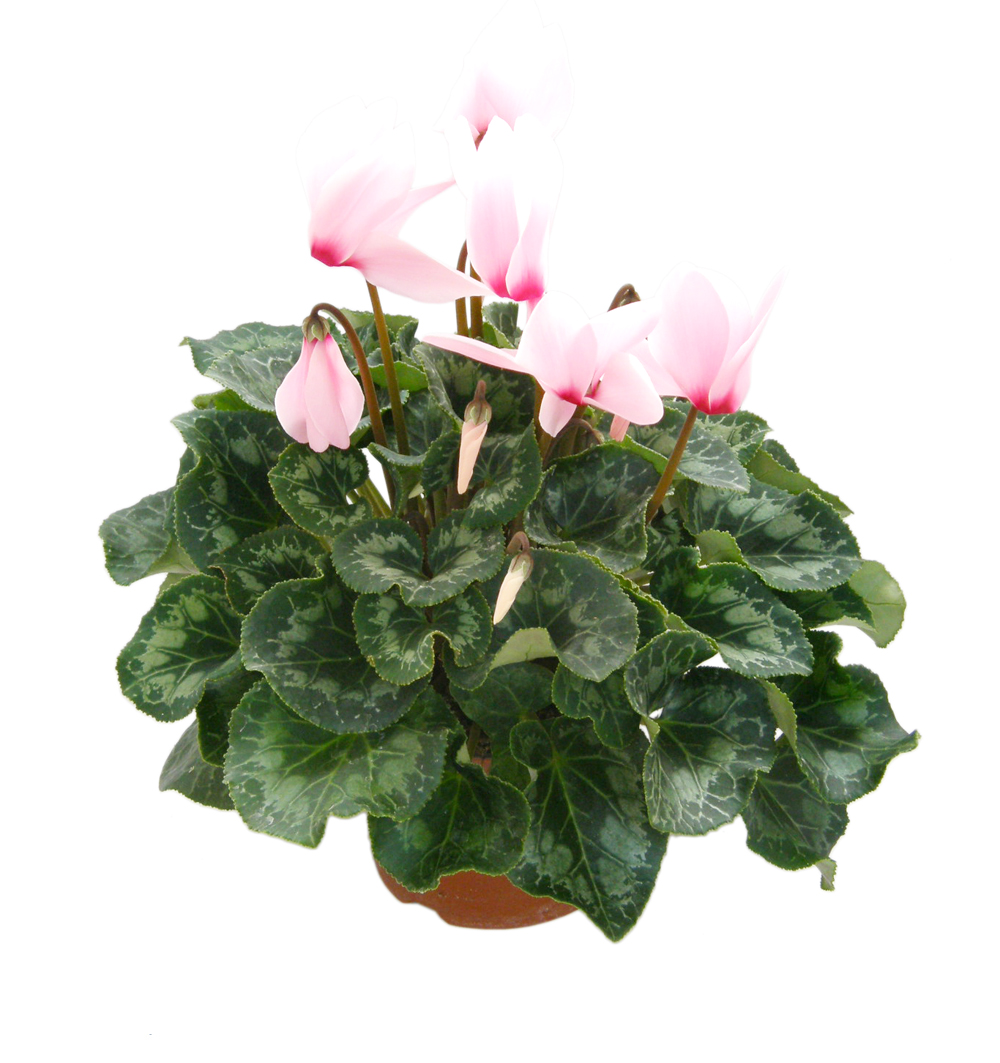 Cyclamen k12