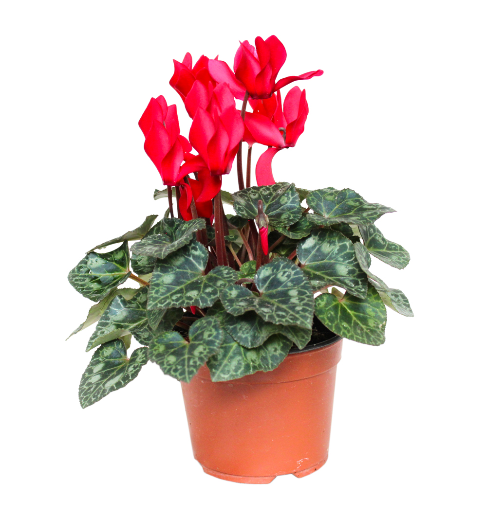 Cyclamen k12