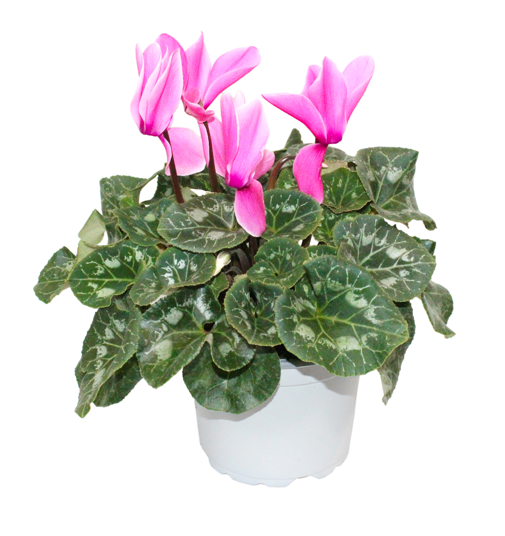 Cyclamen k17