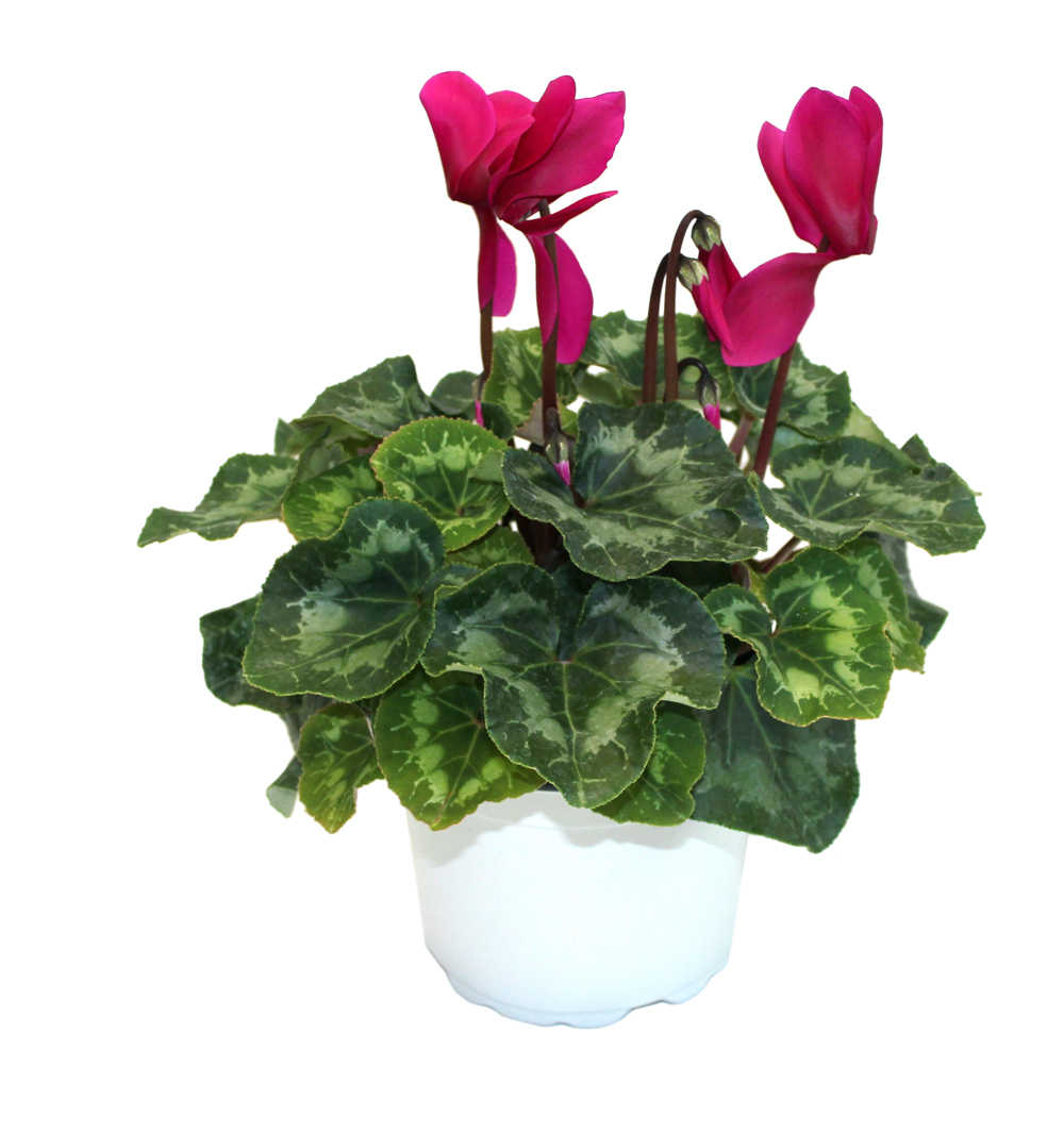 Cyclamen k17