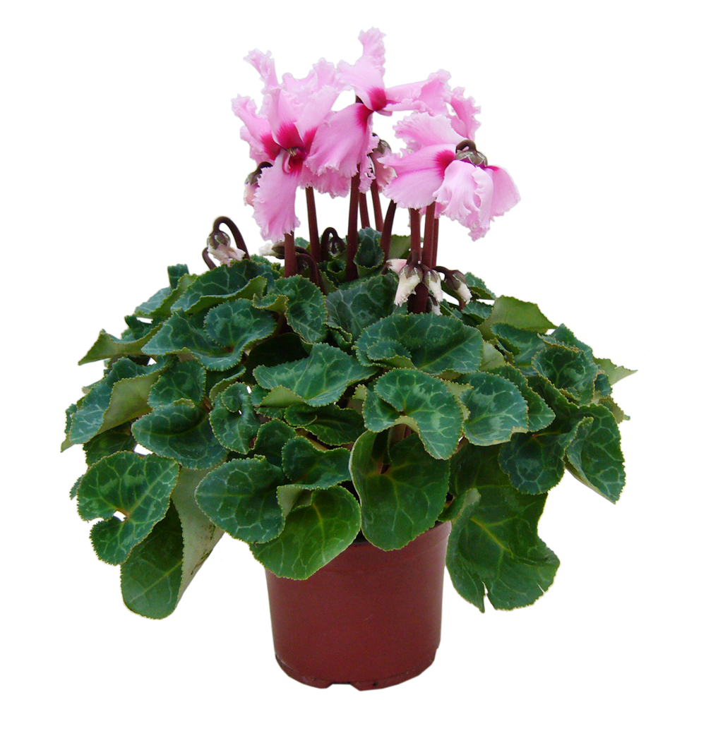 Cyclamen třepenité k12