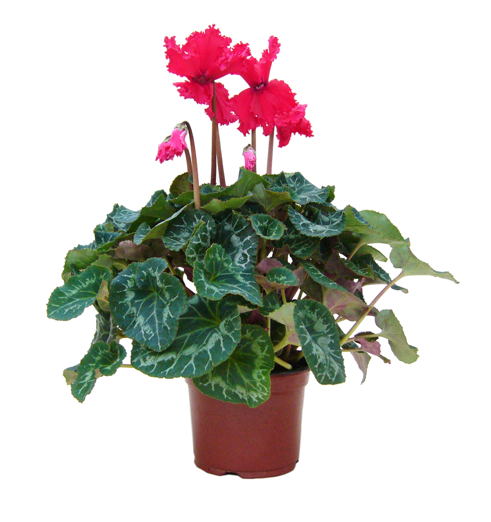 Cyclamen třepenité k12