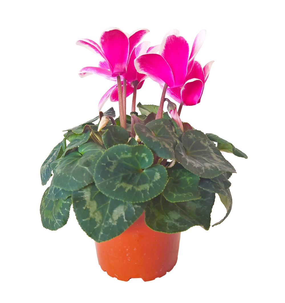 Cyclamen DUO k12