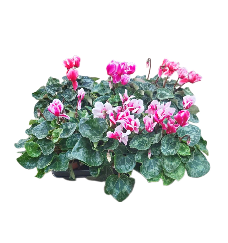 Cyclamen DUO k12