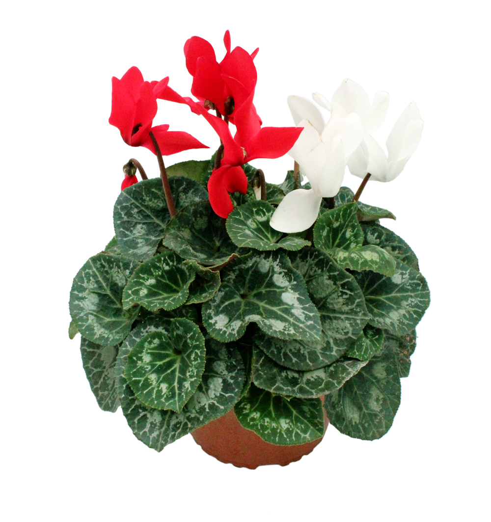 Cyclamen 2 barvy k17