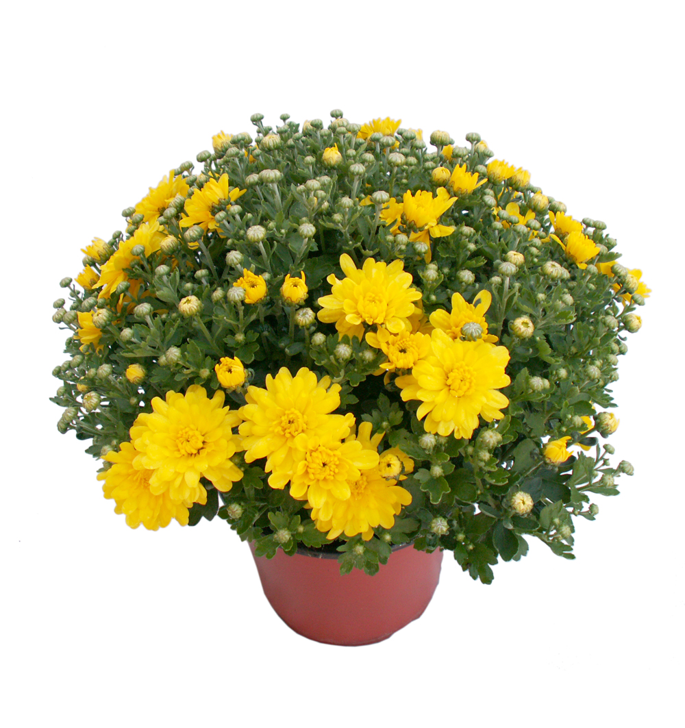 Chrysanthemum multiflora k17