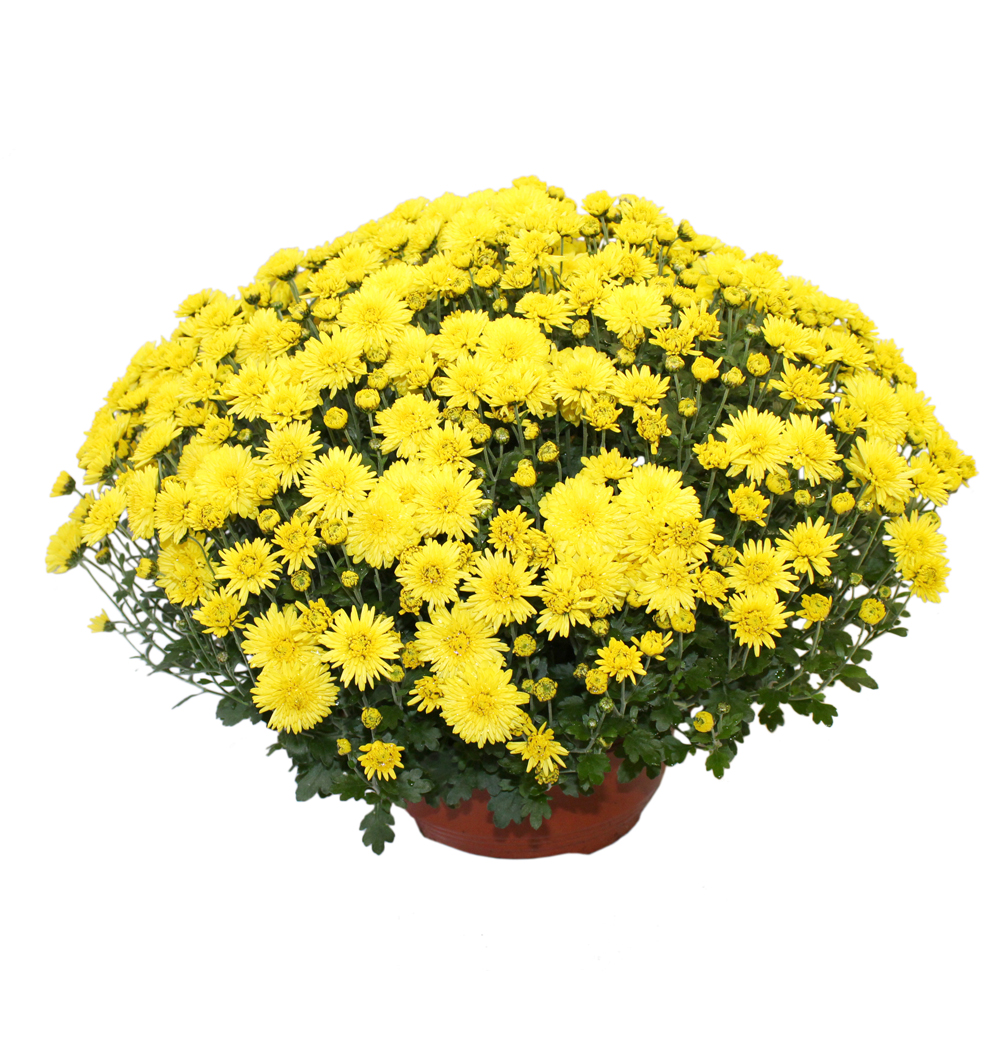 Chrysanthemum mult. miska 27 cm