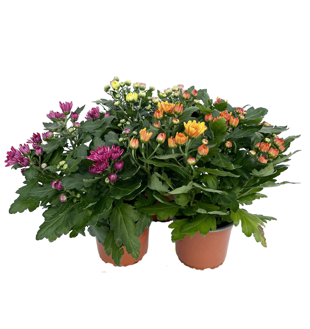 Chrysanthemum multiflora 14 l