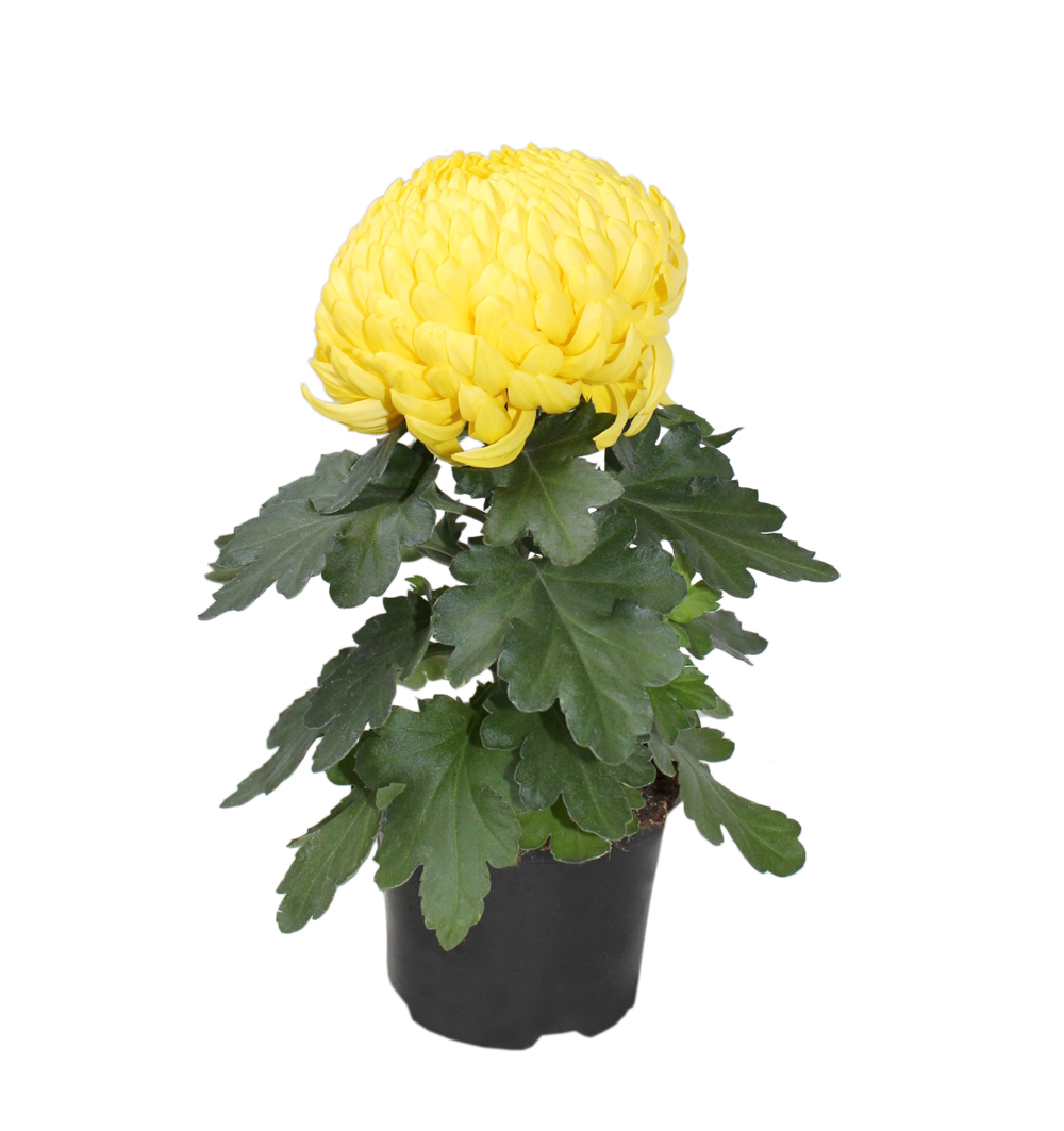 Chrysanthemum velkokvěté 1 květ k10