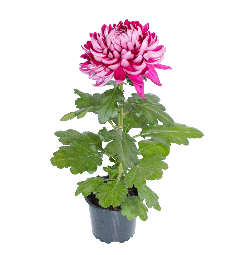 Chrysanthemum velkokvěté 1 květ k10