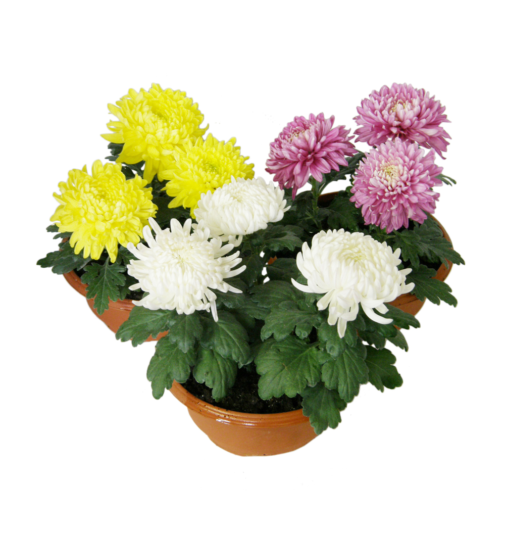 Chrysanthemum velkokvěté 3 květy miska 19 cm