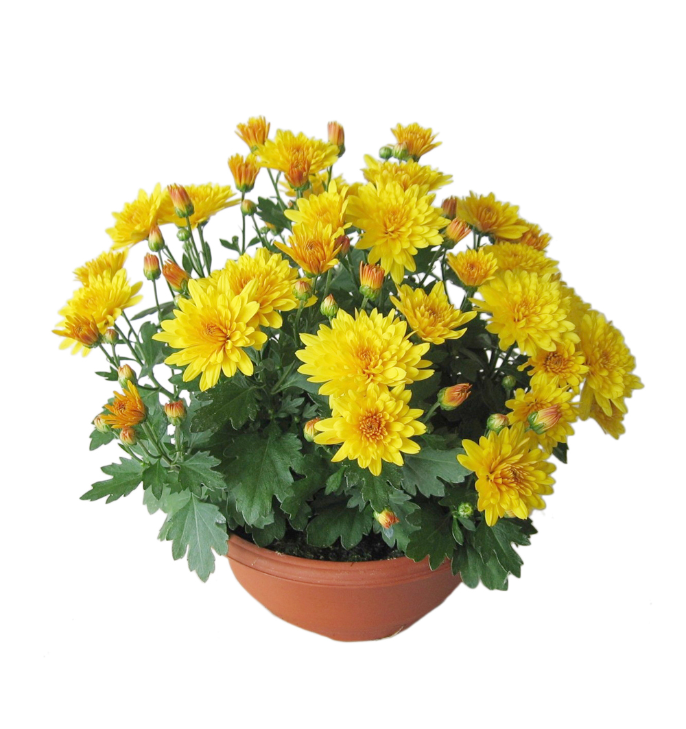 Chrysanthemum ind. říz. miska 19 cm