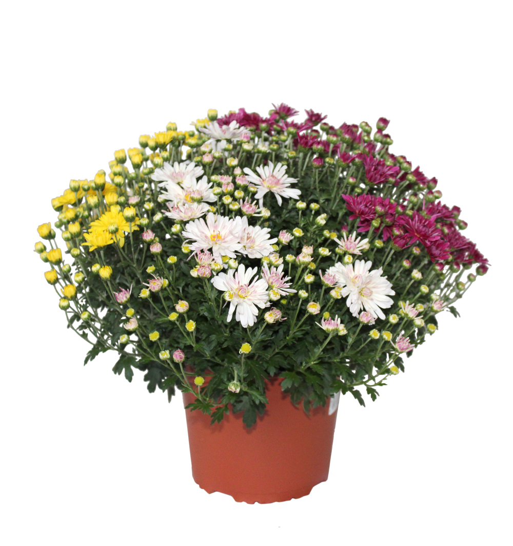 Chrysanthemum multiflora Trio k17