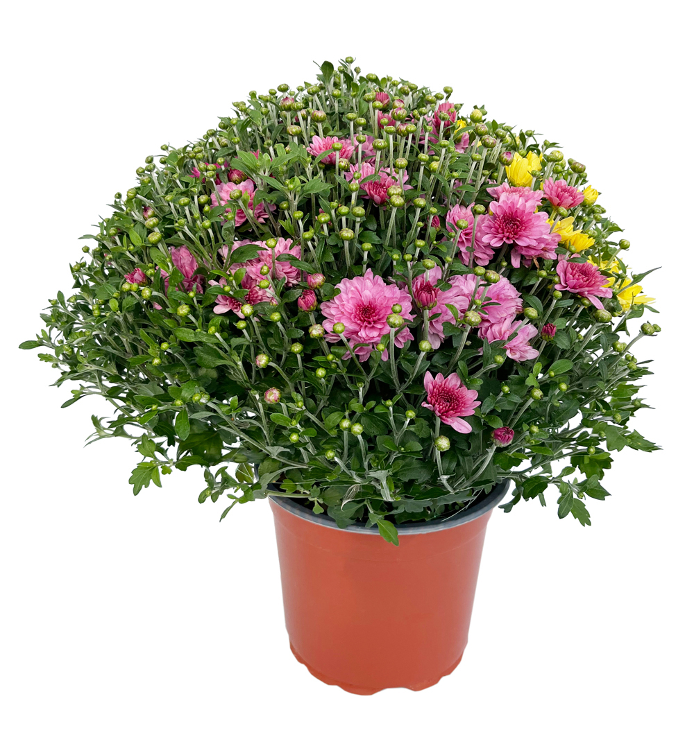 Chrysanthemum multiflora 4 l