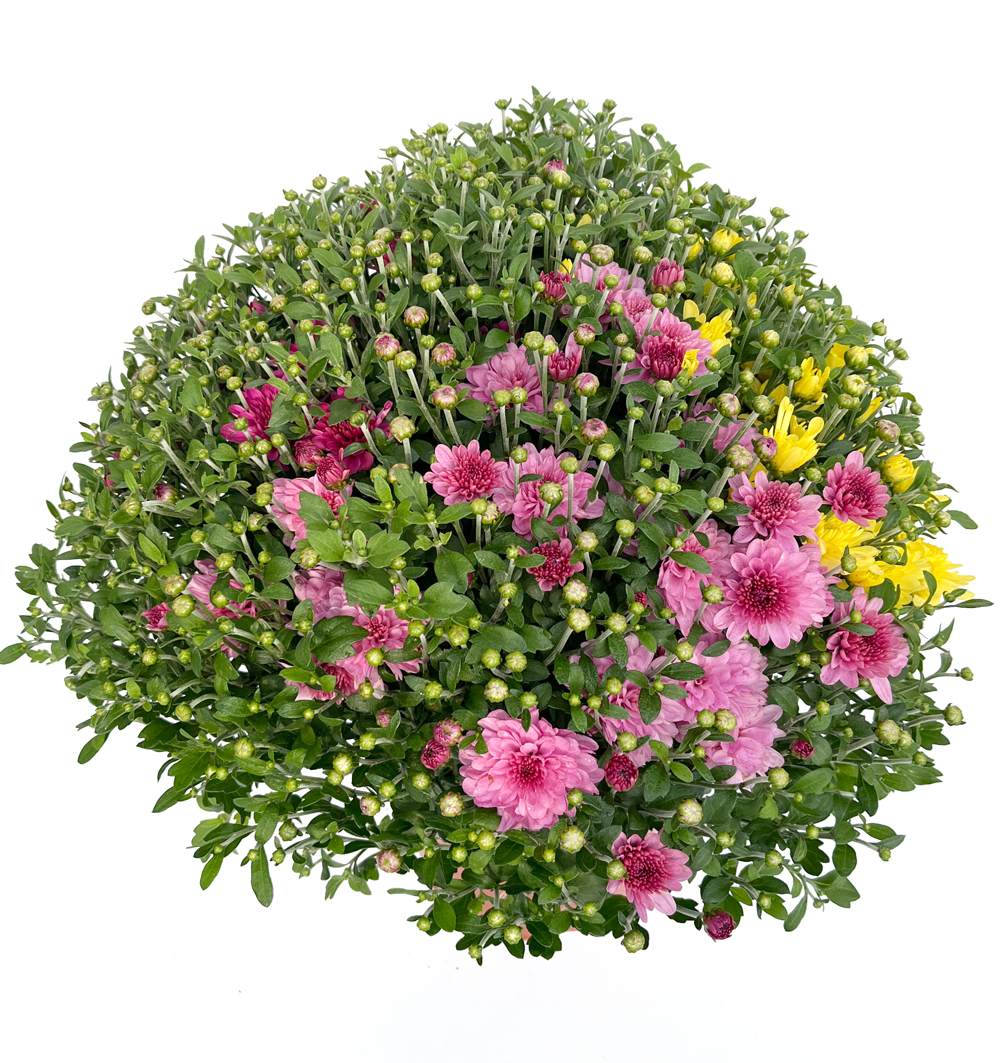 Chrysanthemum multiflora 4 l