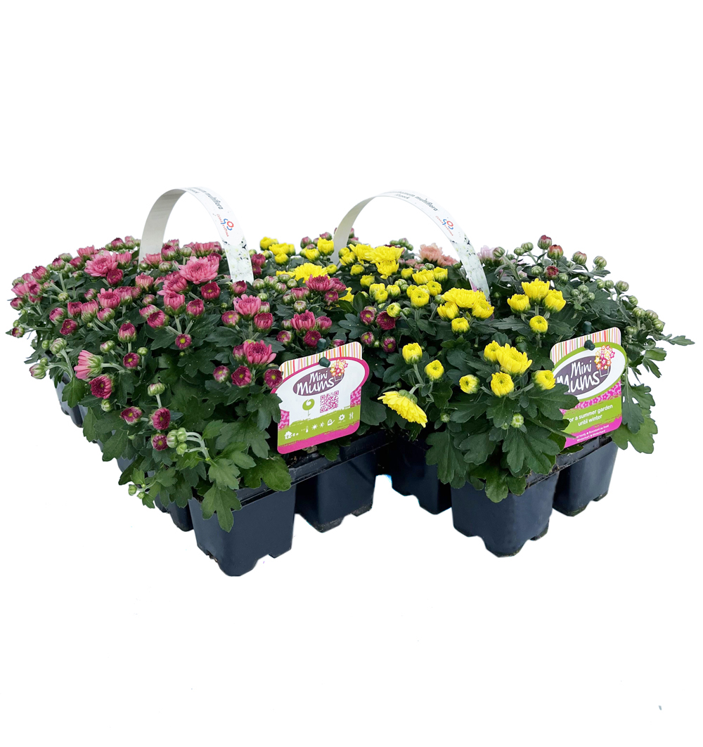 Chrysanthemum multiflora 10pack