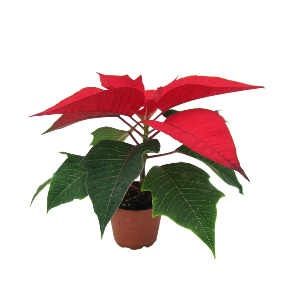 Poinsettia jednovýh. k6