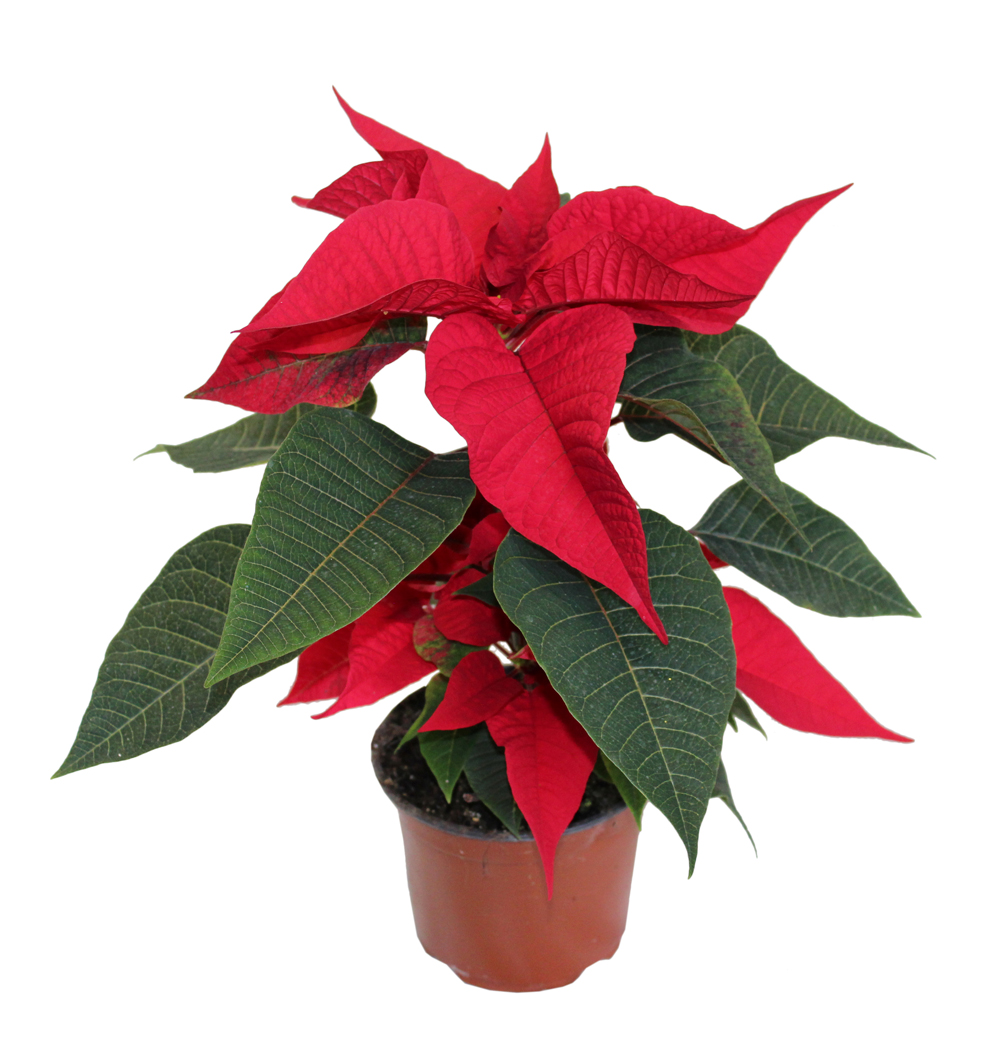 Poinsettia jednovýh. k9