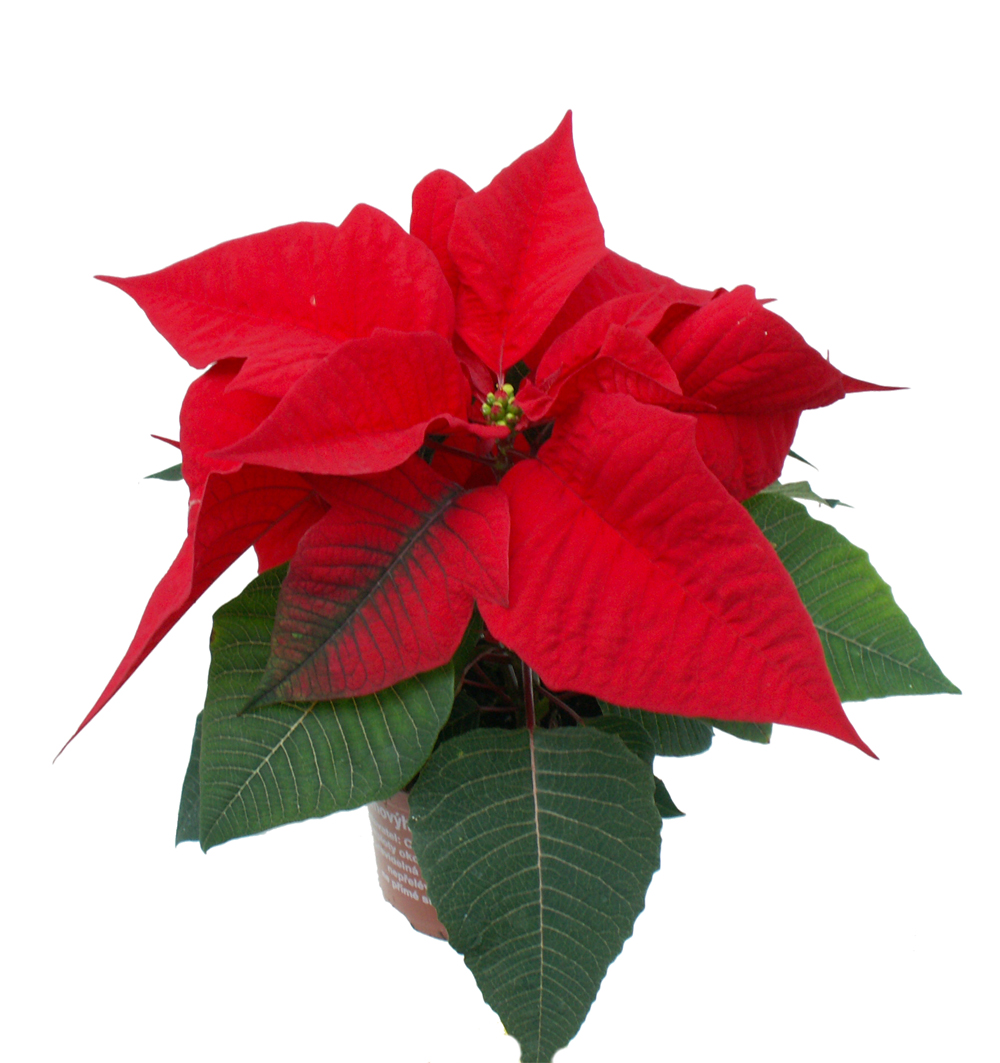 Poinsettia jednovýh. k9