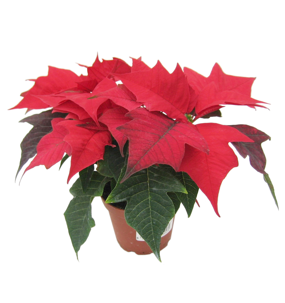 Poinsettia vícevýh. k8