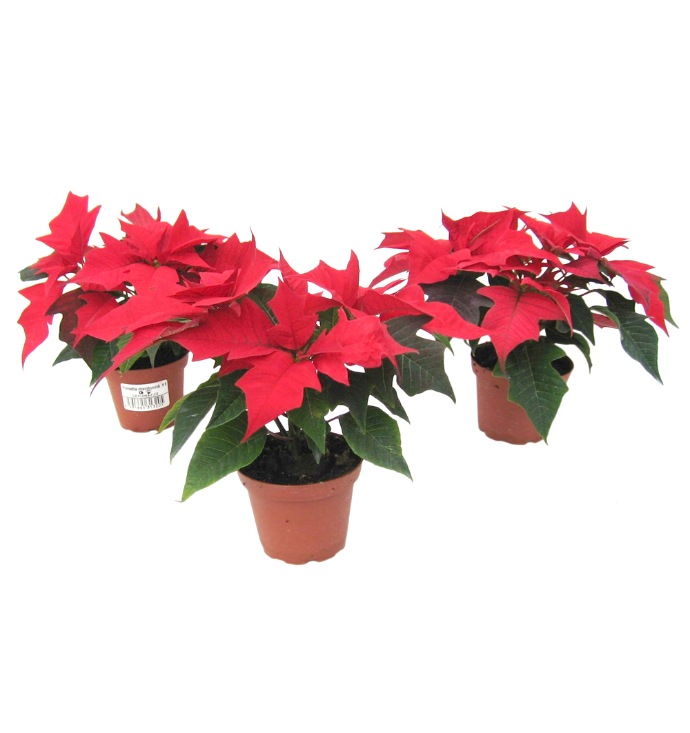 Poinsettia vícevýh. k8