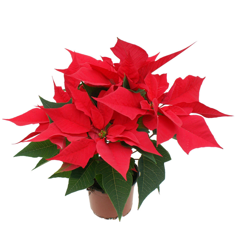 Poinsettia vícevýh. k10