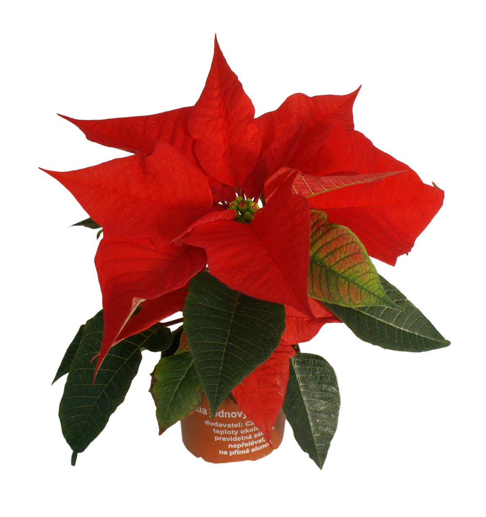 Poinsettia jednovýh. k11