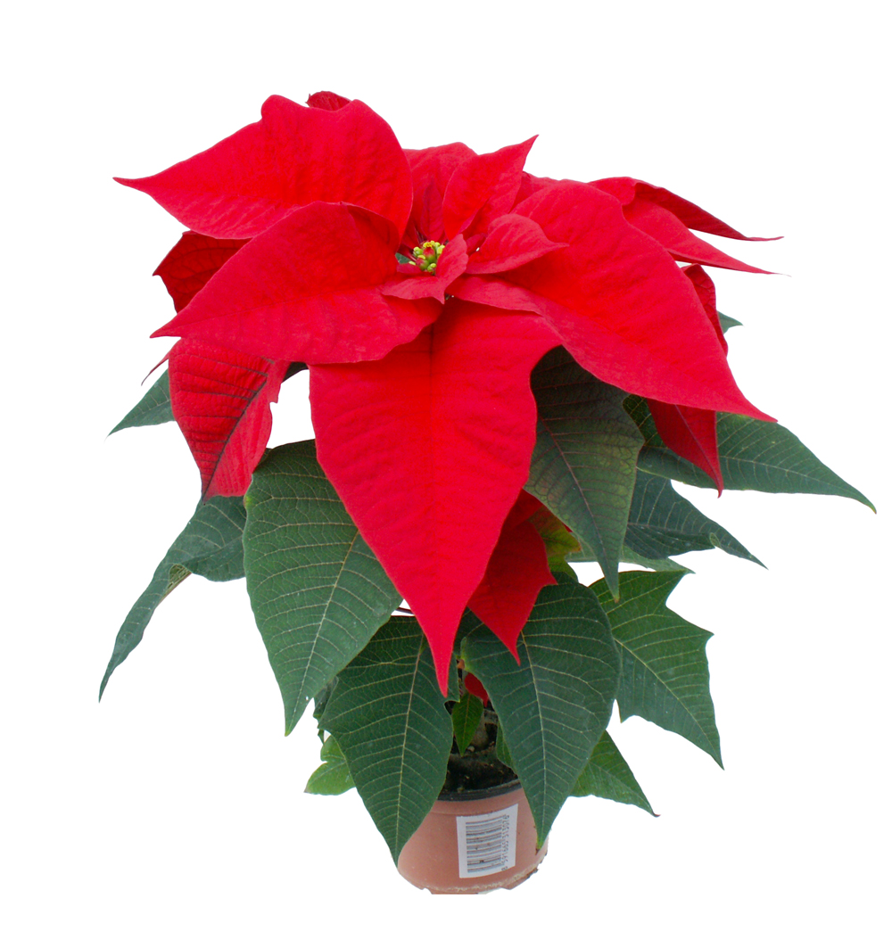 Poinsettia jednovýh. k11