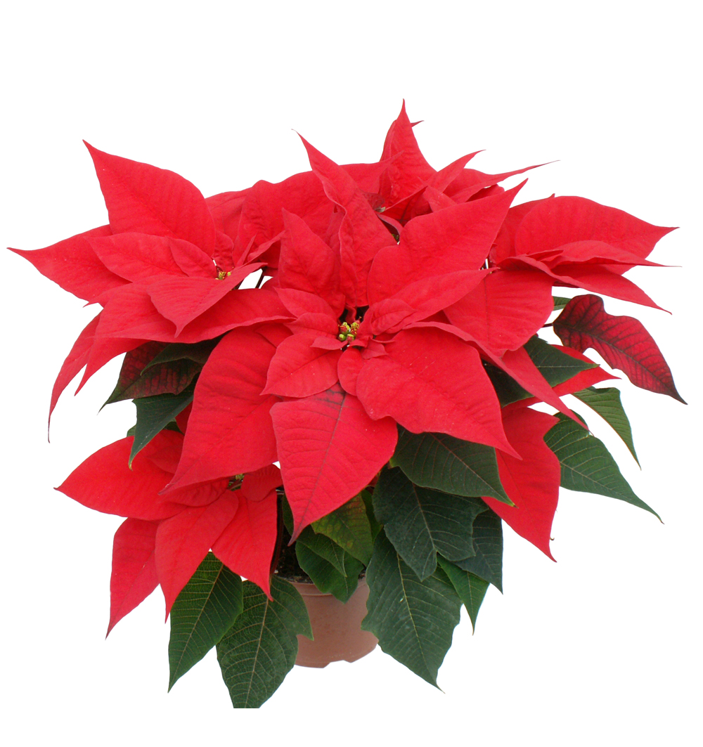 Poinsettia vícevýh. k12