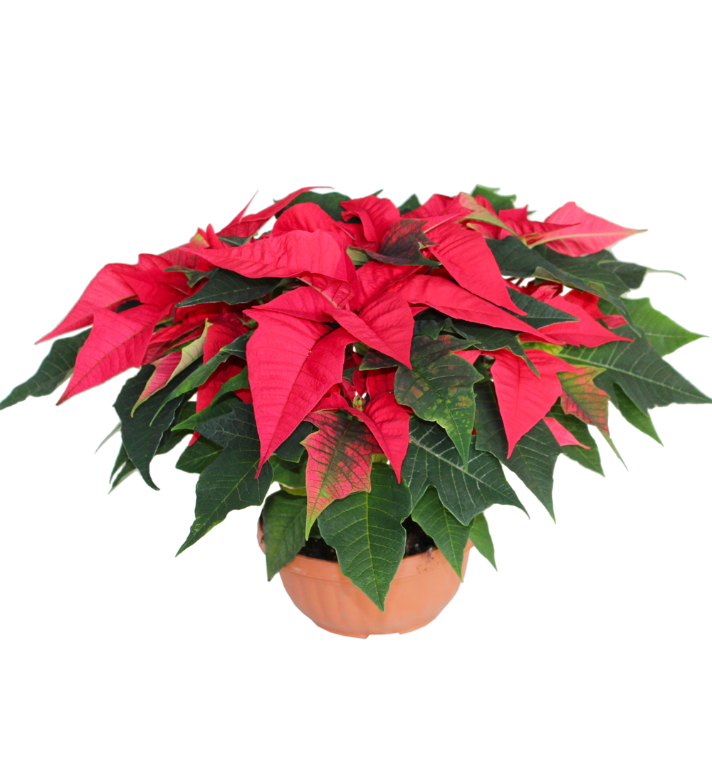 Poinsettia miska 16 cm