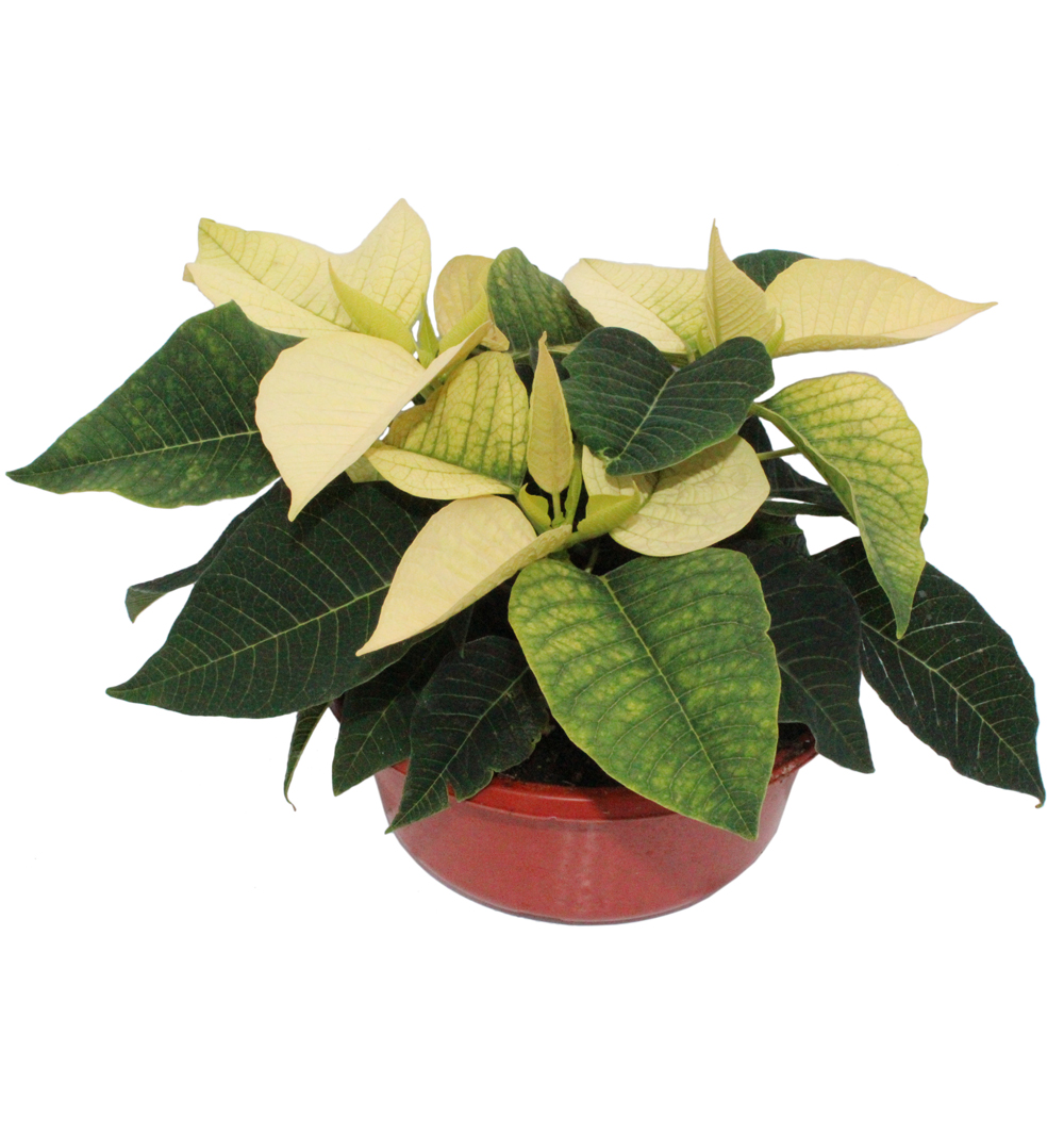 Poinsettia miska 16 cm