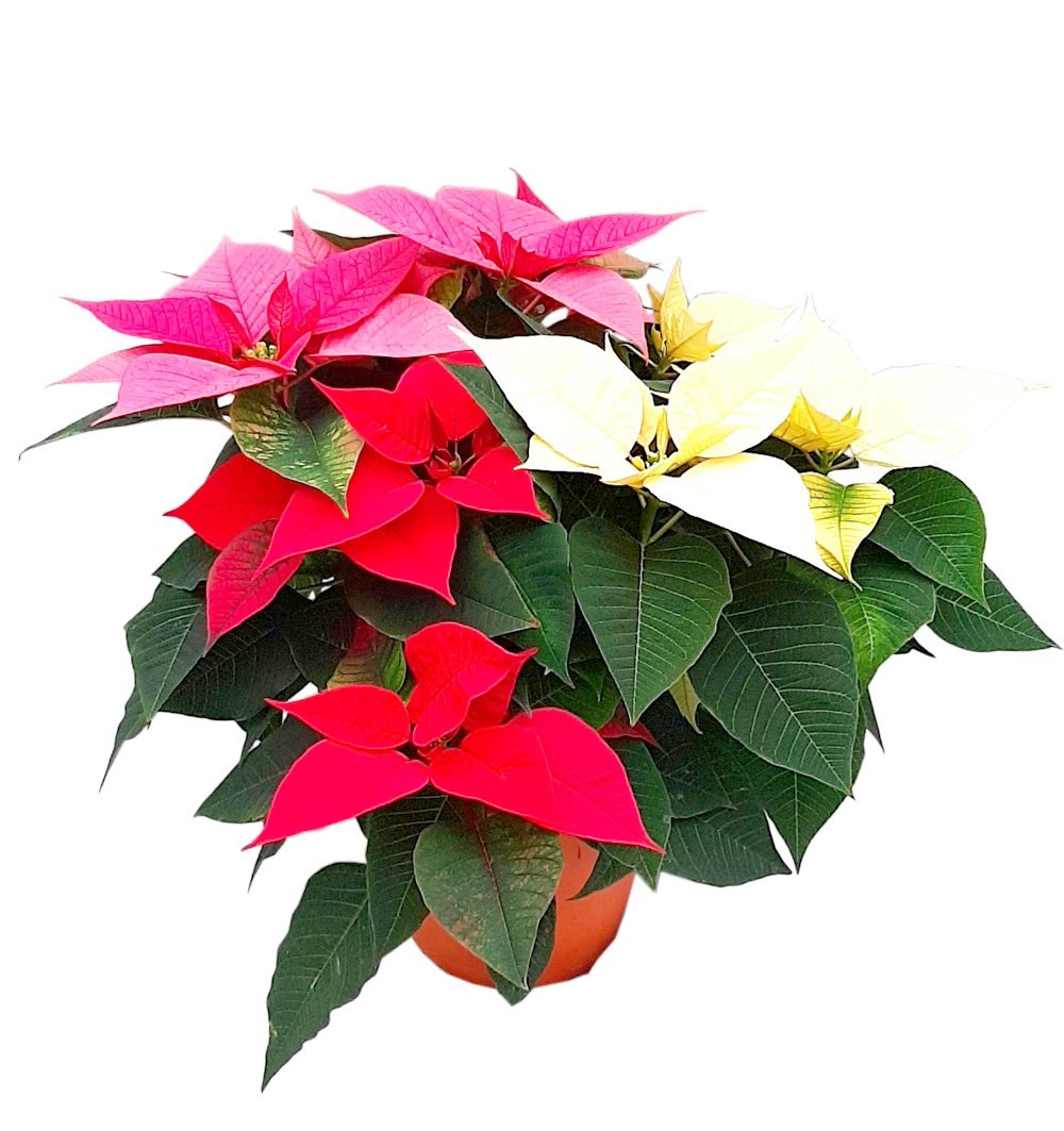 Poinsettia tricolor k17