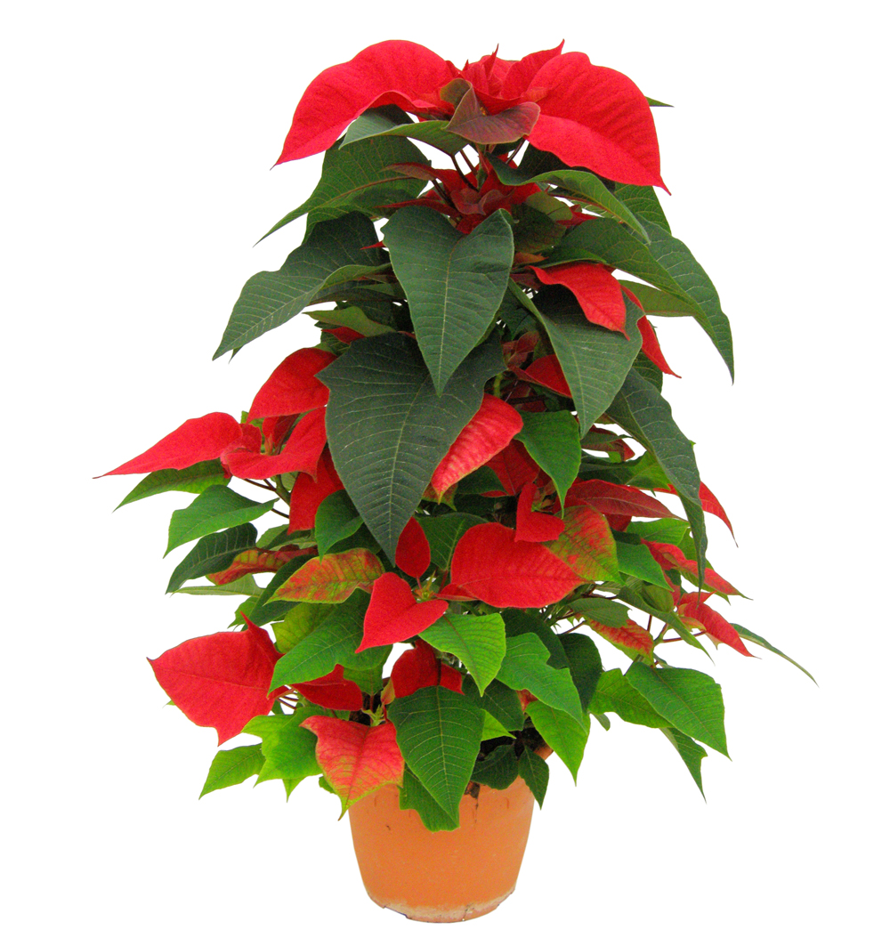 Poinsettia pyramida k17