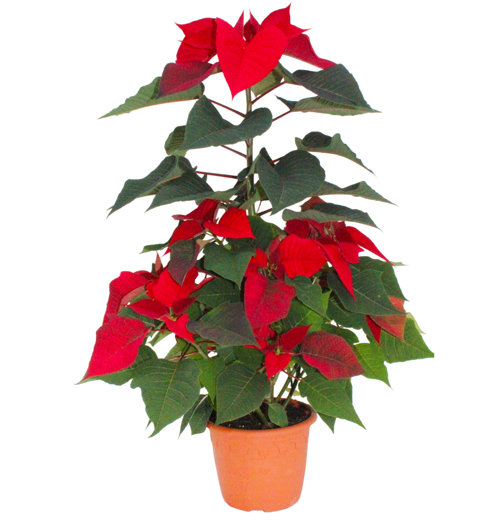 Poinsettia pyramida k17