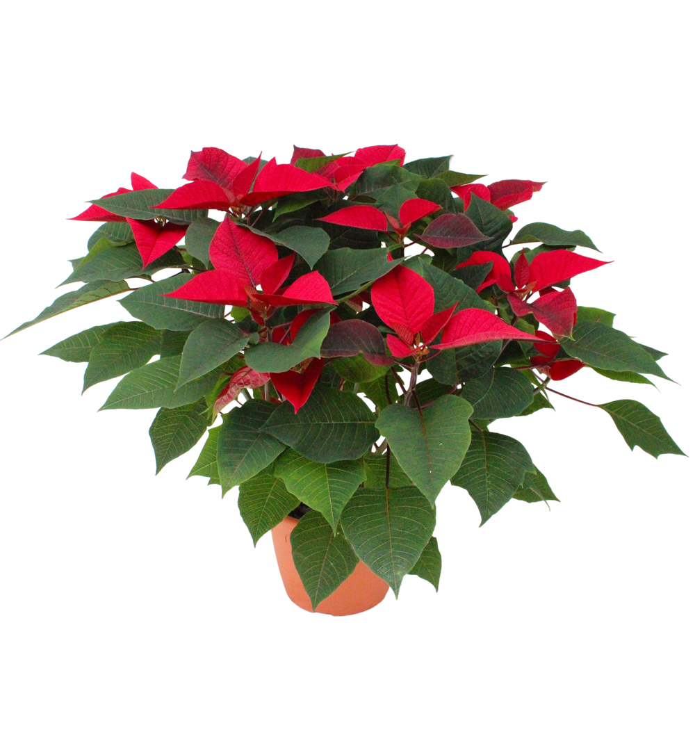 Poinsettia dekorační k17